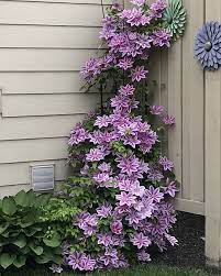 However, the branch is broken as it was entangled with the other plants. 7 Awesome Tips For Growing Clematis In India Bel Kangu Care