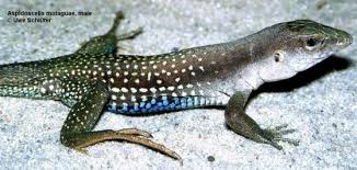 Image result for Aspidoglossum breve