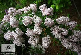 Image result for Deutzia x hybrida ′Mont Rose