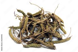 Image result for Helicteres