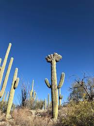 You should only purchase a saguaro cactus from someone that has a permit and will provide proper documentation upon payment—the process is much like transferring a vehicle title. How To Do Winter Glamping Right Among Saguaros In Arizona Vogue
