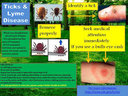 Image result for infected tick bite