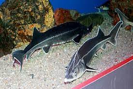 Additional names sterlet additional scientific names acipenser gmelini, acipenser kamensis, acipenser kankreni. Sterlet Wikipedia