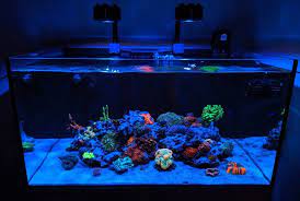 Color Spectrums The Best Color Lighting For Your Corals Photo Tsav87 Https Www Reef2reef Com Threads Which Light Colour Is Best For Coral Light Color
