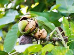 Maybe you would like to learn more about one of these? Walnut Tree Care How To Grow A Walnut Tree