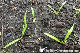 In a few words, nearly all commercial spinach growers sow spinach seeds (mostly hybrids) directly in the field during fall or spring. How To Grow Spinach From Seed The Complete Step By Step Guide