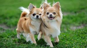 Cao De Pequeno Porte De Origem Mexicana Chihuahua Conheca Tudo Sobre A Raca De Cachorro Doghero