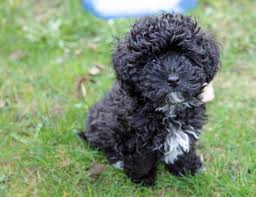 Cavapoo puppies are cute and adorable but there is a dark side to buying a puppy. Havapoo Poovanese Dog Breed Poodle Havanese Mix