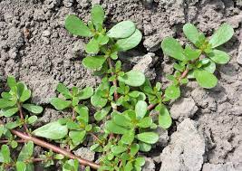 Purslane, also known as portulaca, is a summer annual broadleaf weed. How To Kill Purslane Weeds In Your Lawn Or Garden 9 Helpful Tips Pepper S Home Garden
