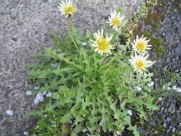 taraxacum.sakura.ne.jp