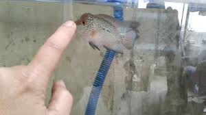 Untuk seekor super red dragon harganya pun cukup variative. Mantep Jenong Mutiara Teges Anakan Cencu Youtube