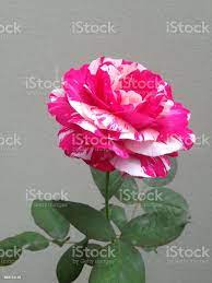 Foto De Fuxia Rosa Com Perfil Branco E Mais Fotos De Stock De Beleza Natural Natureza Istock