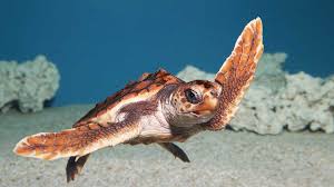 83% of mammals, 89% of reptiles, 90% of fish and insects and 93% of amphibians are unique to australia. Baby Loggerhead Sea Turtle Makes A Splash At Monterey Bay Aquarium