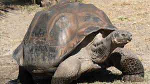 Resultado de imagen para la tortuga gigante