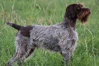 Roquebrune sur argens nationale d'elevage. Chiots De La Race Griffon D Arret A Poil Dur Korthals Disponibles Sur Chiots De France