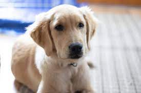 Now is a good time to learn about trimming your dog's nails; 6 Month Old Golden Retrievers Size Training Biting Behaviors Golden Hearts