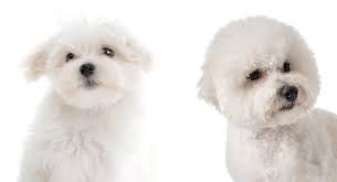 We did not find results for: Maltese Havanese Bichon Frise Novocom Top