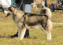 Is the american kennel club (akc) national breed club for the alaskan malamute. Standard Des Alaskan Malamute Alaskan Malamute Kennel Issues Of Yukon