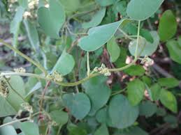 Image result for Cissampelos mucronata