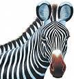 How Do You Spell Zebra In Spanish Bilingual Dictionary 7454
