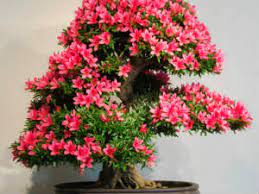 Easy Homemade Bonsai Growing Caring Boldsky Com