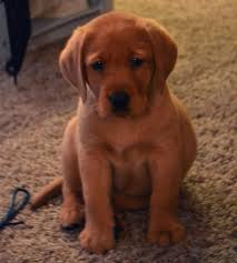 If you love red fox labrador puppies as much as us then. Kota My Fox Red Lab Puppy At 7 Weeks Fox Red Labrador Red Labrador Lab Puppies