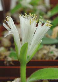 Image result for Synadenium cupulare