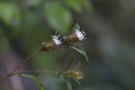 Image result for Virectaria major