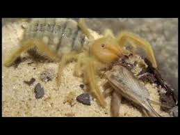 I thought it was a wire insect at first. Egyptian Camel Spider Feeding Youtube