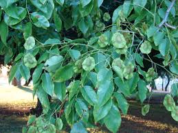 Image result for Pterocarpus lucens