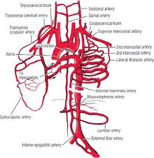 Book of chest anatomy is a passive item. Applied Anatomy Of The Chest Wall And Mediastinum Basicmedical Key