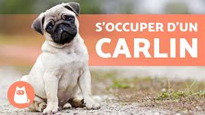L'âge et la maladie aidant, la perte partielle ou totale de la vue fait partie des handicaps les plus fréquemment. Comment S Occuper D Un Carlin Ou Pug Alimentation Hygiene Et Exercice Youtube