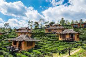 Gruenberg tea plantation haus, munnar, india. Viewpoint Resort Earth House In Tea Plantation At Lee Wine Ban Stock Photo Picture And Royalty Free Image Image 99426543