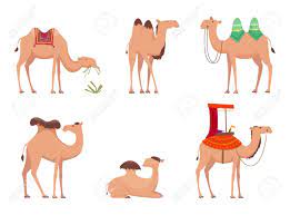 In this article we'll learn some of the most common causes of camel toes and what measure you can take to prevent from appearing. Camel African Desert Egypt Or India Travel Animals Vector Cartoon Royalty Free Cliparts Vectors And Stock Illustration Image 143436242