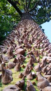 Image result for Ceiba