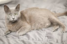 How to understand that the cat gives birth and when she gives birth? Is My Cat Pregnant 9 Signs To Look For With Pictures Excited Cats