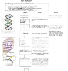 Evc Forum Flow Chart From Dna To Amino Acid