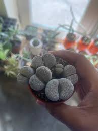 Image result for Lithops