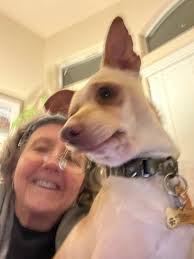 Adjusting to life with new chihuahua