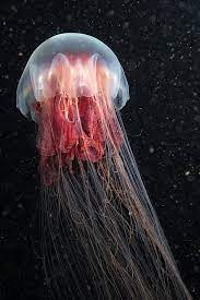 Lion S Mane Jellyfish By Alexander Semenov Lion S Mane Jellyfish Giant Jellyfish Jellyfish Photography