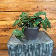 Image result for Filodendron Philodendron