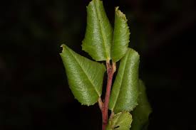 Image result for Rinorea ilicifolia