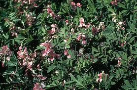 Image result for Indigofera ischnoclada