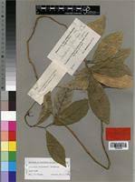 Image result for Dorstenia schliebenii