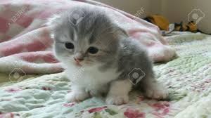 Sie werden das erste mal geimpft auch. Scottish Fold Baby Katze Blaue Tabby Und Weisse Farbe Lizenzfreie Fotos Bilder Und Stock Fotografie Image 41244944