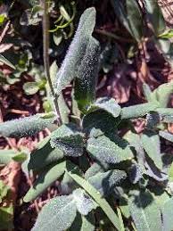 Image result for Cirsium  buchwaldii