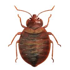 All natural pest control solutions. Pest Control Services Disinfection Control Pest Control Company In India Sadguru Pest Control