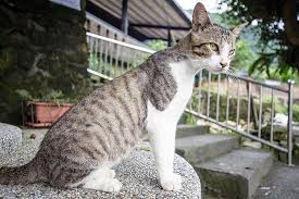 Young animals are most likely. Parasitic Infection In Cats Symptoms Causes Diagnosis Treatment Recovery Management Cost