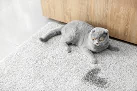 Oft ist es nicht leicht die ursachen für dieses unschöne verhalten zu finden. Katzenurin Geruch Entfernen Und Flecken Beseitigen So Geht S Zooplus