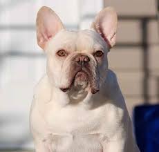 We occasionally have blue french bulldog puppies as this color is a natural occurrence in the breed but often discouraged and also the puppies will turn another natural color like fawn or brindle. French Bulldog Colors Explained Ethical Frenchie